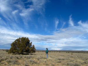 Larry says you can tell this juniper is old because the top is round.