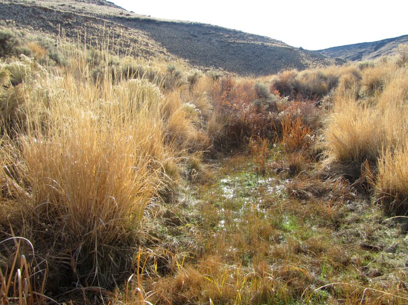 Chukar watering hole?