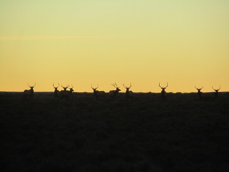 High desert elk bulls