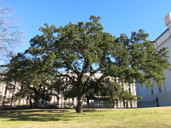 There are many kinds of live oaks found in the south.  They don't lose their leaves and remain green all winter.