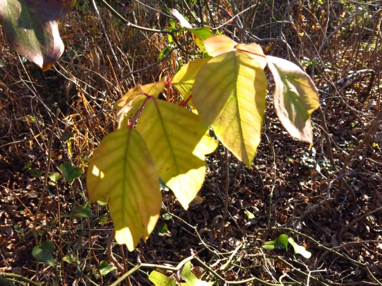 This poison ivy plant could give Larry a rash even after being dead for 5 years.