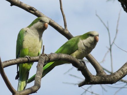 Monk Parakeets, native to South America, took hold in Austin in the 1970s.