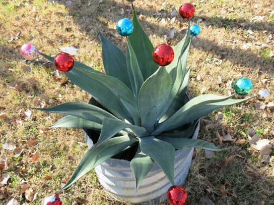 Commonly called the century plant, members of the agave plant bloom every 10-25 years.