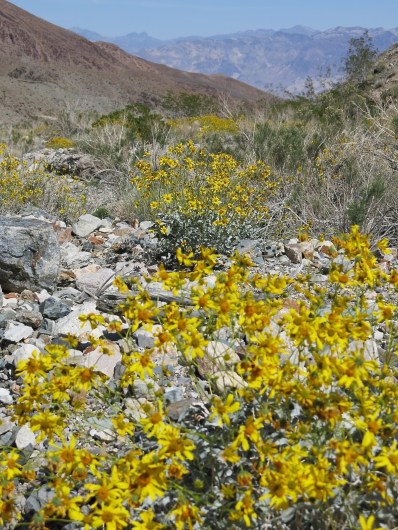 Brittlebush