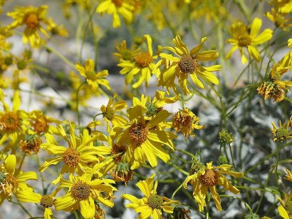 Brittlebush