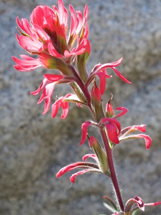 Indian Paintbrush
