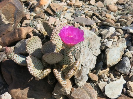 Cactus--who knows what kind. Not even Larry knows.