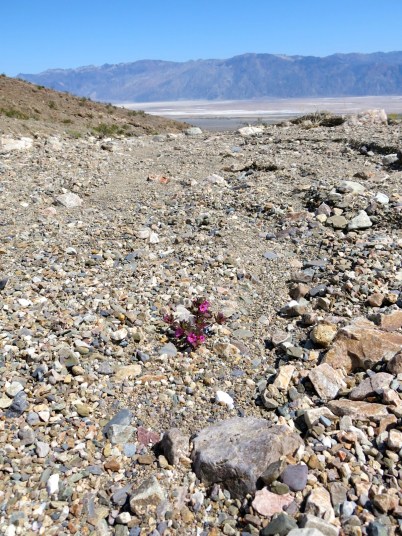 A common sight: a lone plant blooming in a gravel wash.