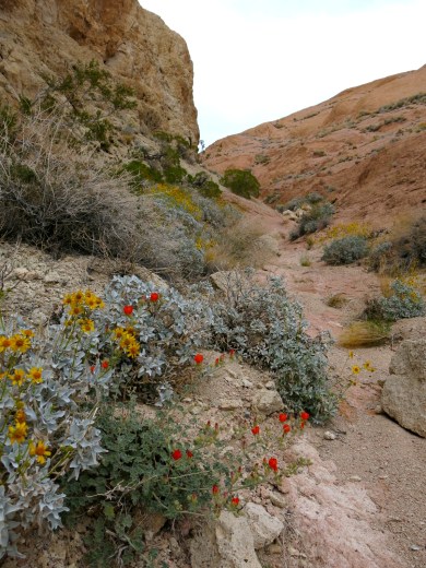 Brittlebush mixed with something red