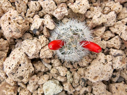 My favorite Death Valley cactus. It's about the size of a large olive or grape.