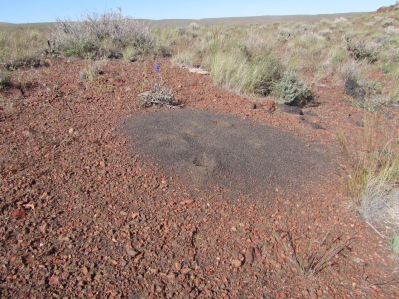 14-black ant hill on red