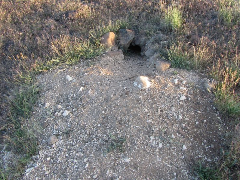 18-owl burrow