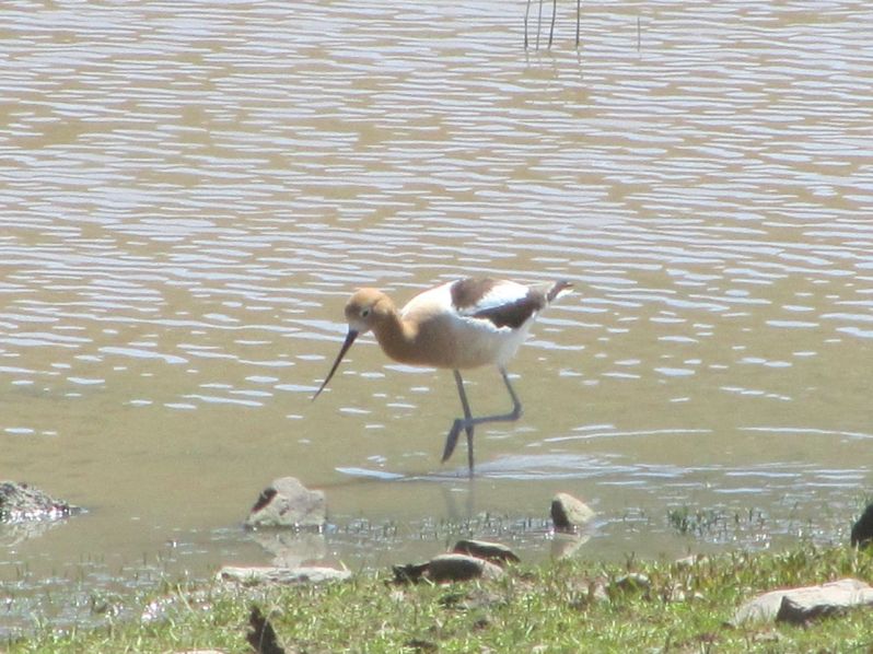 23-American Avocet