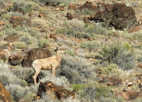 Bighorn Sheep