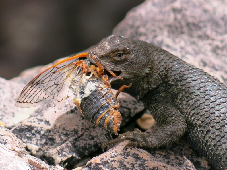 Dinner time! Want a bite?