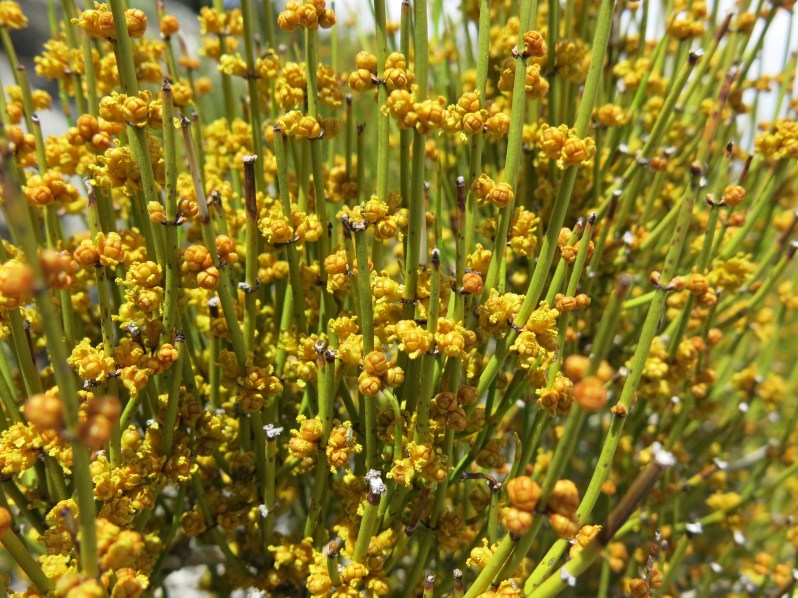 Mormon Tea's flowers are actually male and female cones.