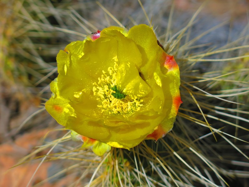 Mojave Prickly-Pear (Cactaceae)