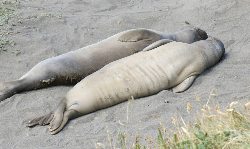 Female elephant seals