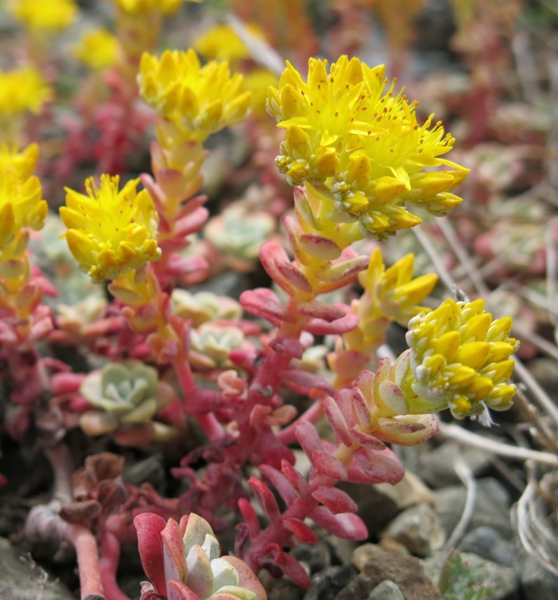 There are many interesting plants to see along the way .