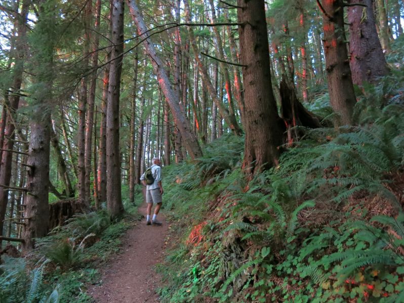 These patches of weird red light filtered through the forest at sunset. There is no filter or colorization used on this picture.