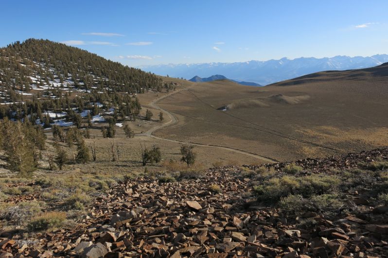 The forest at the top of the world.