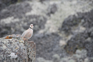 Chukar (photo from http://chukarhunting.net/the-chukar/)