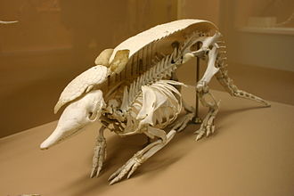 330px-Nine-banded_armadillo_skeleton