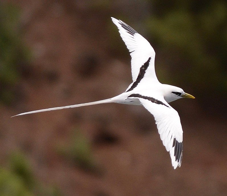 white-tailed-tropicbird