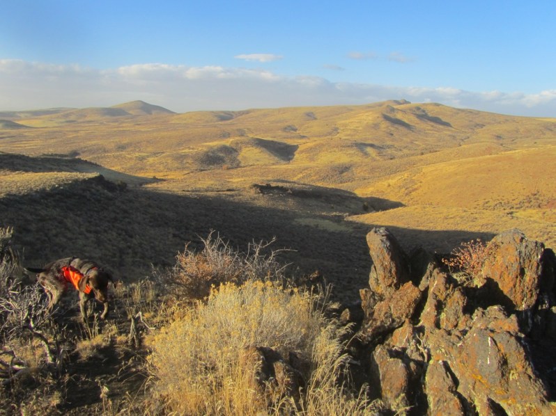 18A (18B 8 dead birds pic?)