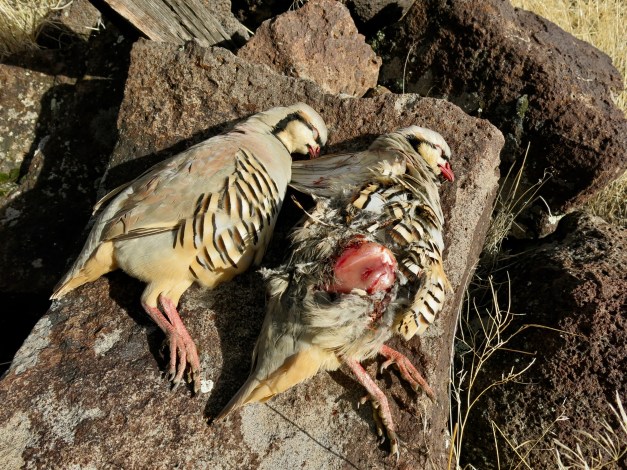 Larry vs. Henry retrieve