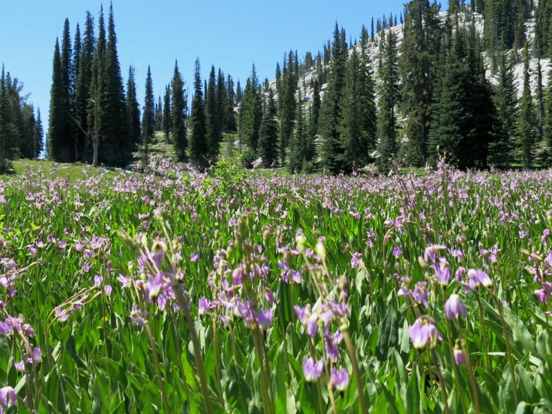 10 bleedingheart meadow