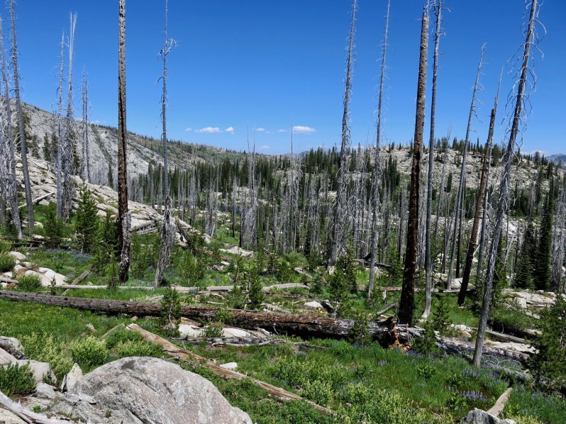 15 Burnt forest bushwhack