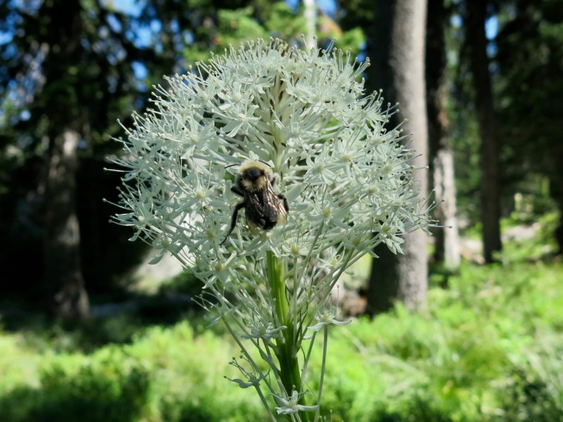 17 Bear Grass bumblebee