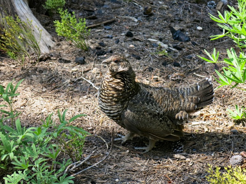 26 stink eye post-attack