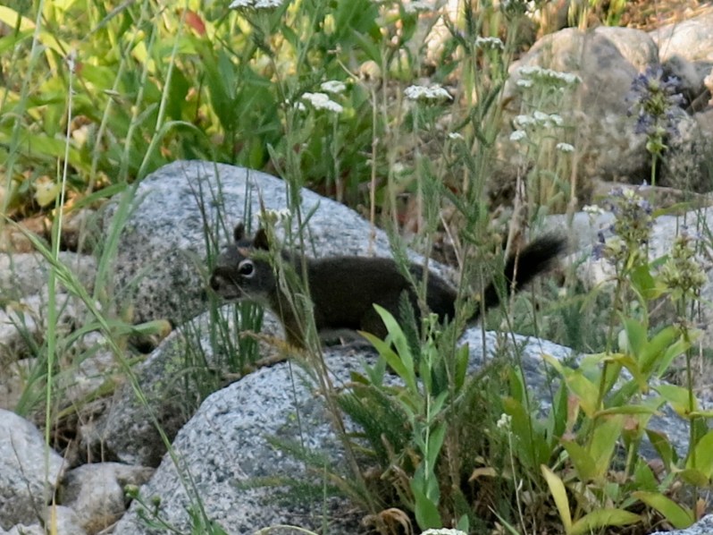 33 Wildlife photographer