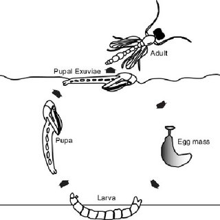 Chironomid-life-cycle-There-are-four-life-stages-egg-larva-pupa-and-adult-in-the_Q320